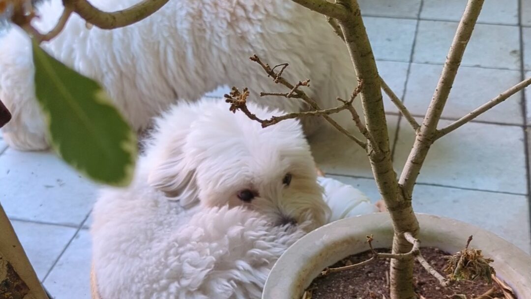 toietmoiの看板犬2匹
